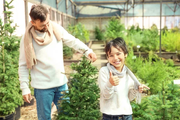 Baba ve oğul serada Noel ağacı nı seçiyor