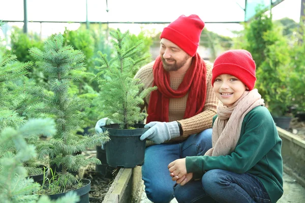 Padre e hijo eligen árbol de Navidad en invernadero — Foto de Stock