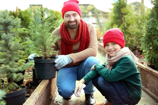 Padre e hijo eligen árbol de Navidad en invernadero — Foto de Stock