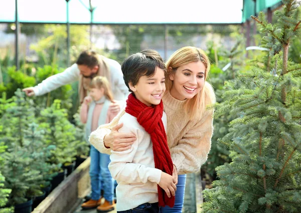 Family choosing Christmas tree in greenhouse — Stock Photo, Image