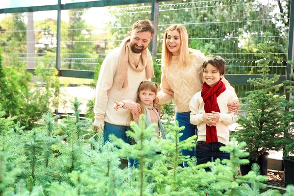 Familia eligiendo árbol de Navidad en invernadero — Foto de Stock