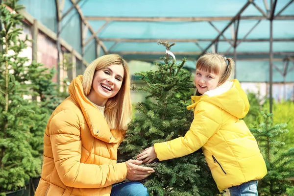 Niña y su madre eligiendo el árbol de Navidad en invernadero — Foto de Stock