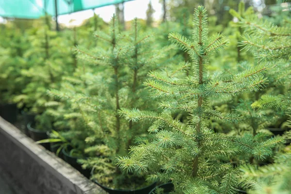 Mooie naaldbomen voor kerst sale in Greenhouse — Stockfoto