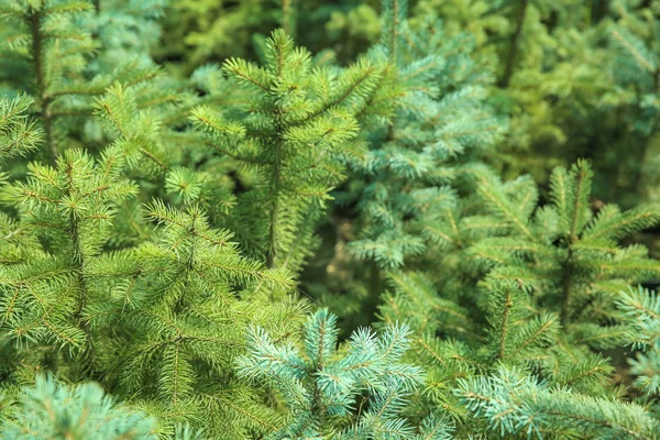 Hermosos árboles de coníferas para la venta de Navidad en invernadero —  Fotos de Stock