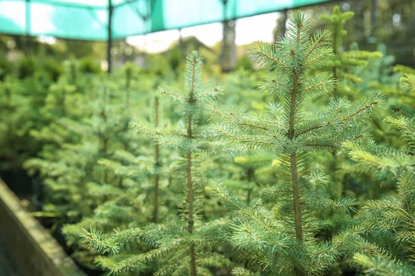 Piękne drzew iglastych na Boże Narodzenie sprzedaży w szklarni — Zdjęcie stockowe