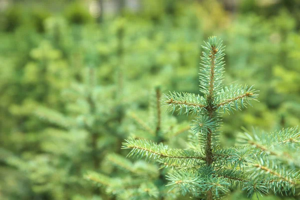 Beautiful coniferous trees for Christmas sale in greenhouse, closeup — Stock Photo, Image