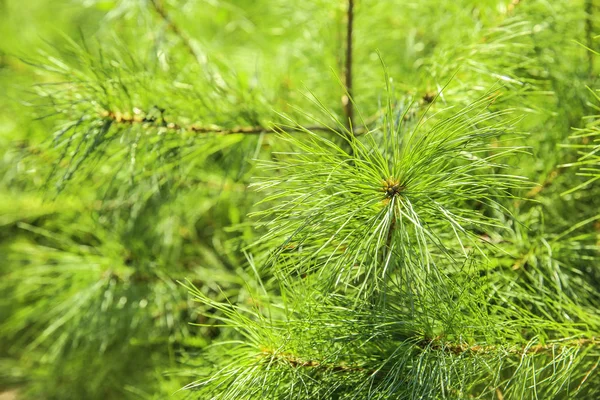 Beautiful coniferous tree for Christmas sale in greenhouse, closeup — Stock Photo, Image