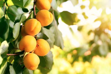 Branch with ripe apricots on summer day clipart