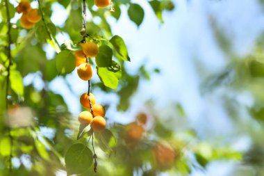 Yaz gününde olgun kayısı ile şube