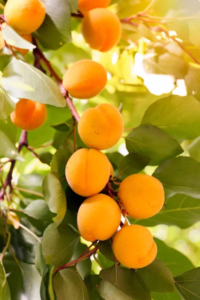 Гілка з стиглими абрикосами в літній день — стокове фото