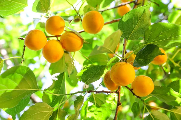 Gren med mogna aprikoser sommardag — Stockfoto