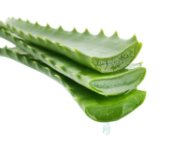 Daun aloe juicy pada latar belakang putih — Stok Foto