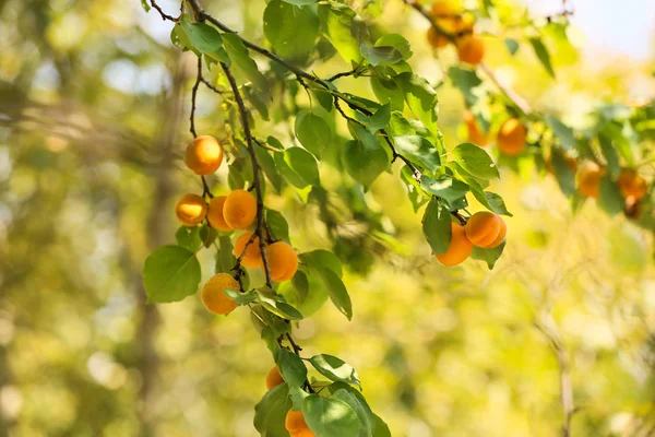 Гілки з стиглими абрикосами в літній день — стокове фото