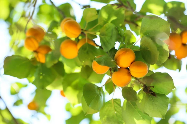Gren med mogna aprikoser sommardag — Stockfoto