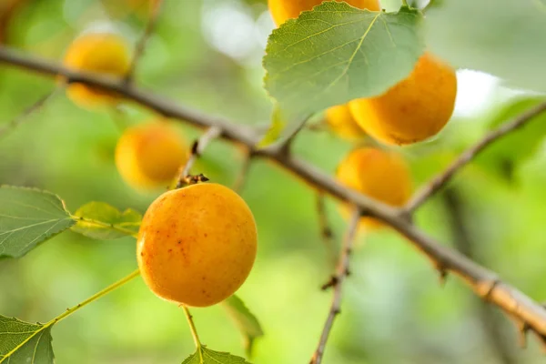 Branch with ripe apricots on summer day — Stock Photo, Image