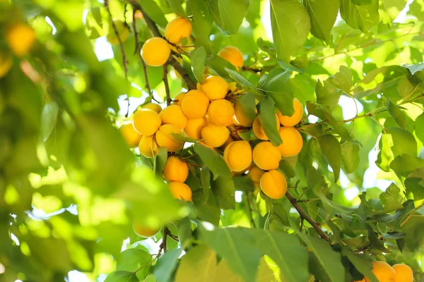 Ветка с спелыми абрикосами в летний день — стоковое фото