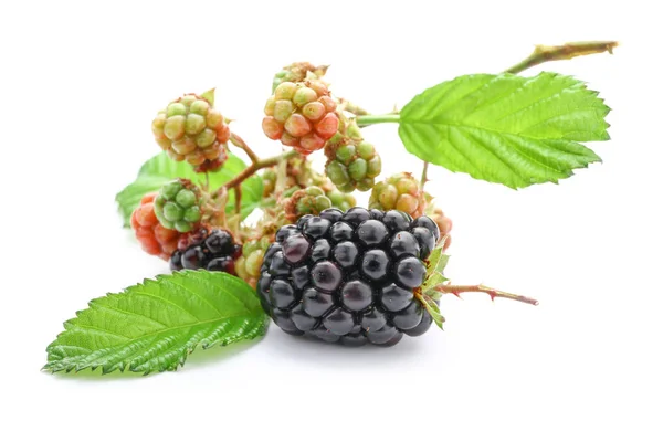 Tasty blackberry on white background — Stock Photo, Image