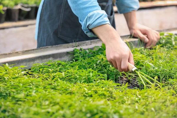 Male gardener working in greenhouse, closeup — Stock Photo, Image