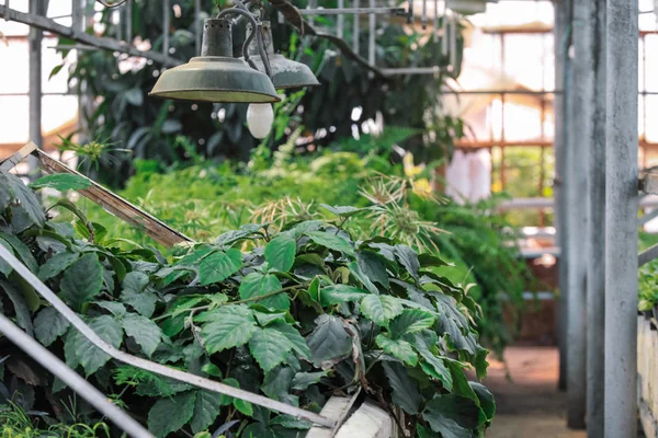 Abundance of plants in greenhouse — Stock Photo, Image
