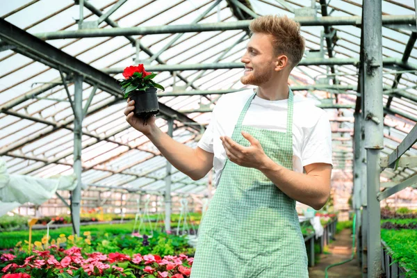 Handsome male gardener working in greenhouse — Stock Photo, Image