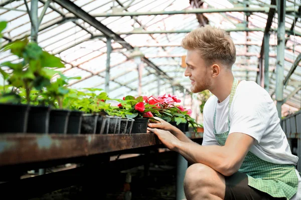 Guapo jardinero masculino trabajando en invernadero — Foto de Stock