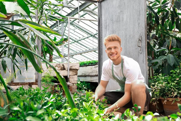 Guapo jardinero masculino trabajando en invernadero — Foto de Stock