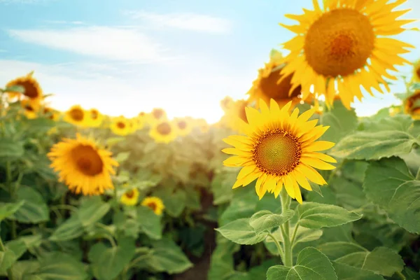 Beautiful sunflower field on summer day — Stock Photo, Image