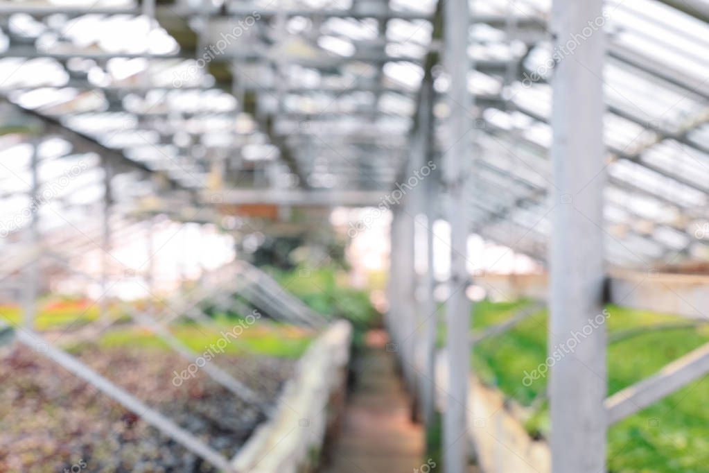 Blurred view of modern greenhouse