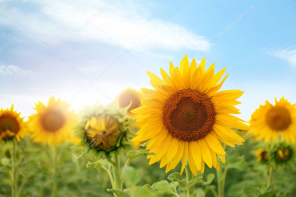 Beautiful sunflower field on summer day