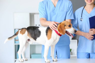 Klinikte sevimli köpek inceleyerek veterinerler