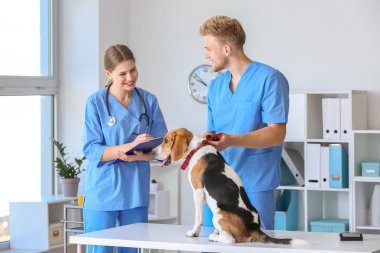 Klinikte sevimli köpek inceleyerek veterinerler