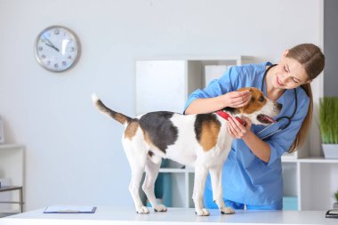 Veteriner Clinic sevimli köpek inceleyerek