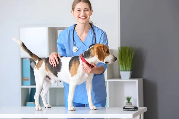 Veterinär undersöker söt hund i kliniken — Stockfoto