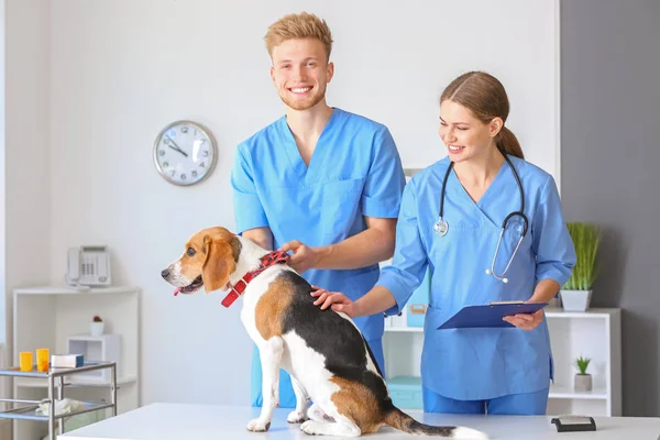 Veterinærer som undersøker søte hunder på klinikken – stockfoto