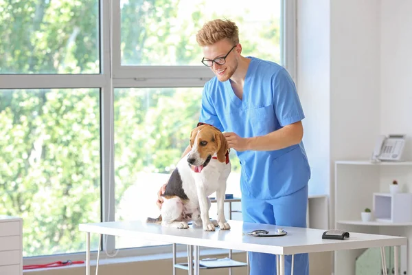 Veterinarian examining cute dog in clinic — Stock Photo, Image