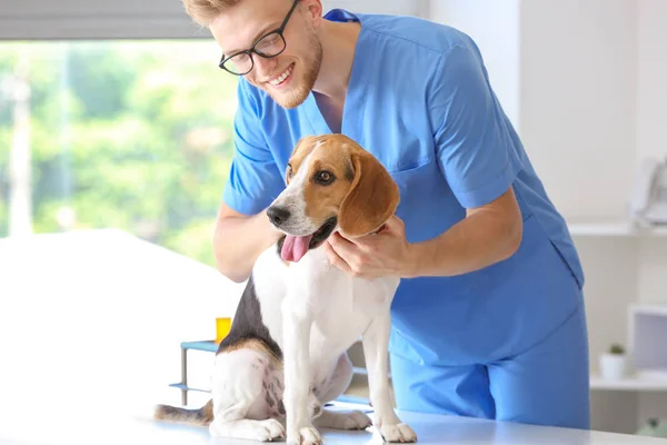Veterinář vyšetřující hezkým psem na klinice — Stock fotografie