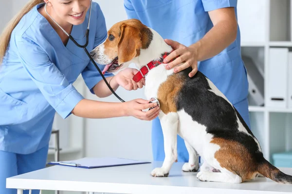 Dierenartsen onderzoek schattige hond in de kliniek — Stockfoto