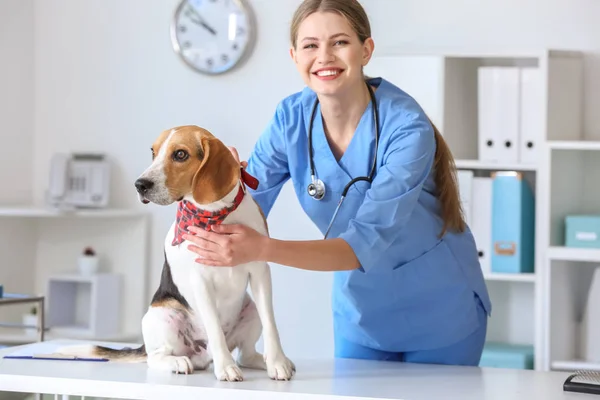 Κτηνίατρος εξέταση χαριτωμένο σκυλί στην κλινική — Φωτογραφία Αρχείου