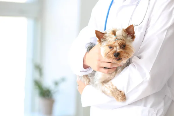 Veterinær med søt hund på klinikken – stockfoto