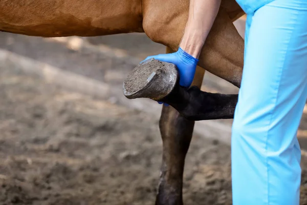 Veterinarian examining horse on farm, closeup — Stock Photo, Image