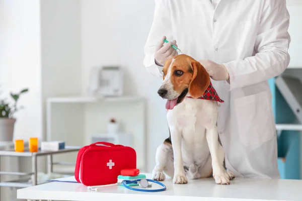 Veterinär vaccinerar söt hund på kliniken — Stockfoto