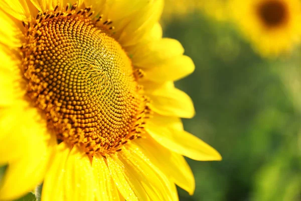 Girassol florescendo bonita no campo, vista close-up — Fotografia de Stock