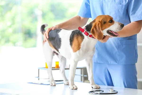 Dierenarts onderzoek schattige hond in kliniek — Stockfoto