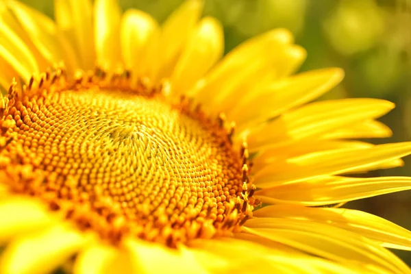 Krásné kvetoucí slunečnice, detailní pohled — Stock fotografie