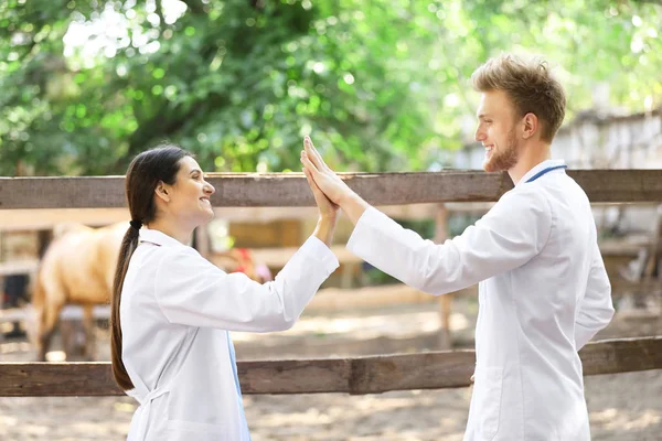 Veterinarians giving each other high-five near paddock with horse on farm — Stock Photo, Image