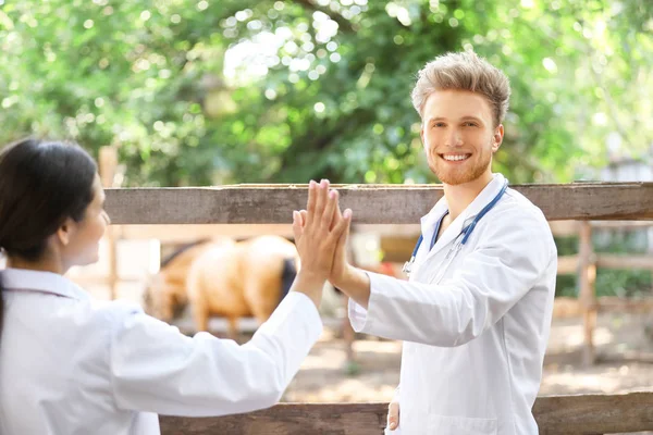 Veterinarians giving each other high-five near paddock with horse on farm — Stock Photo, Image