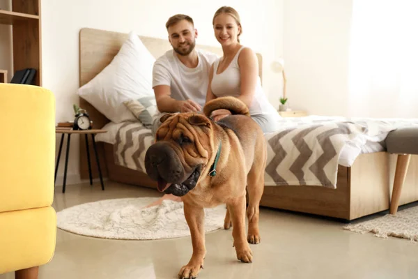 Cute Shar-Pei dog with owners in bedroom — Stock Photo, Image