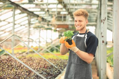 Serada çalışan yakışıklı erkek bahçıvan