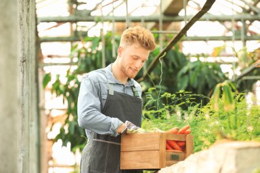 Serada çalışan yakışıklı erkek bahçıvan