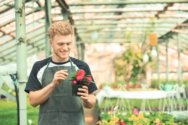 Guapo jardinero masculino trabajando en invernadero — Foto de Stock